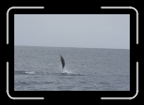 Dauphins 02
